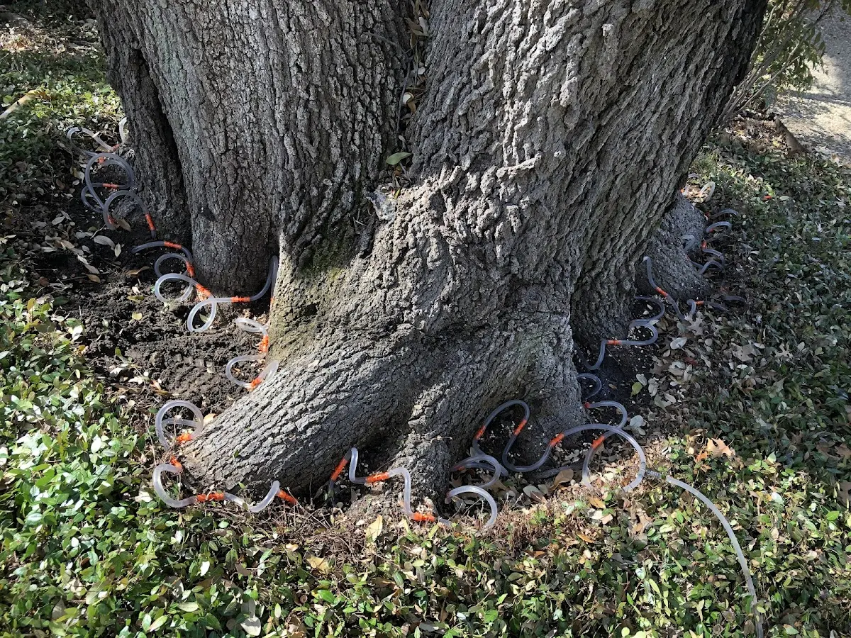 Detailed Shrub and Hedge Trimming job site in Ludell
