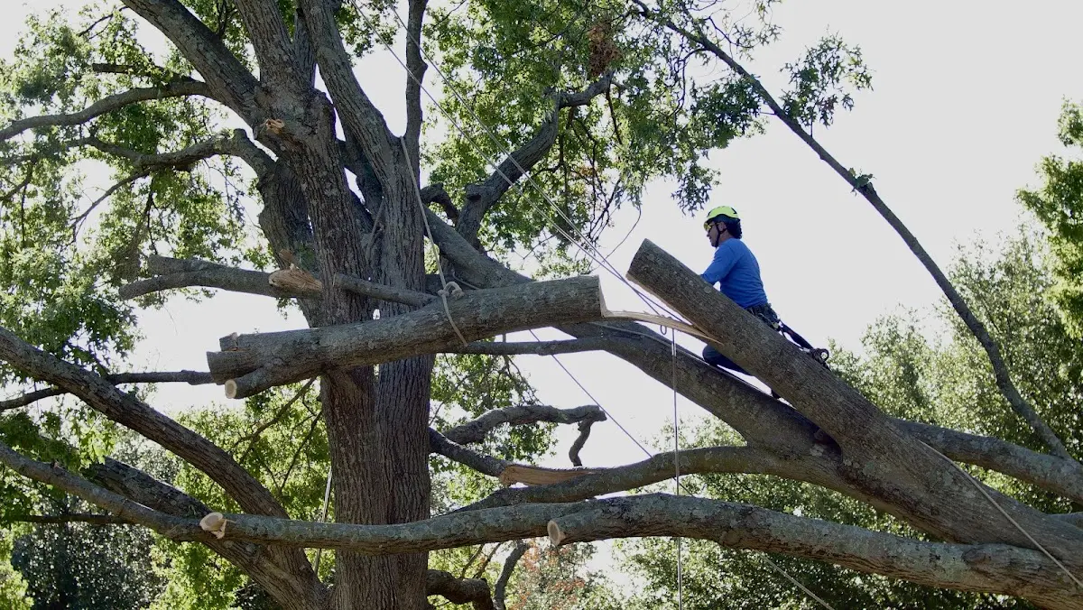 Professional Crown Thinning performed by certified arborists in Ludell