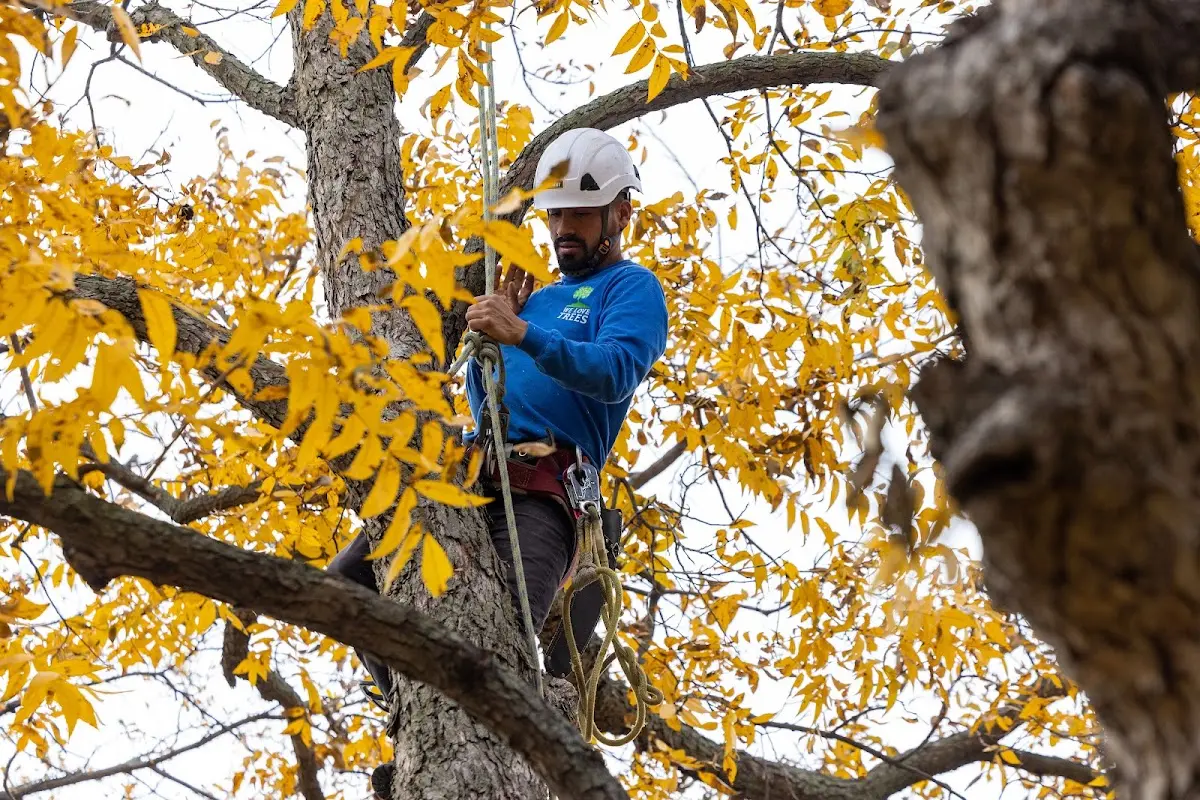 Skilled Storm Damage Cleanup crew working in Ludell