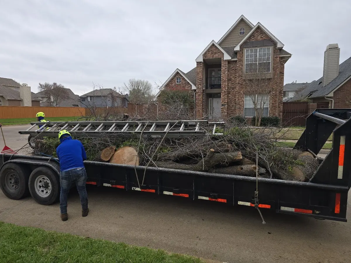 Expert Tree Pest Control with proper safety equipment in Ludell